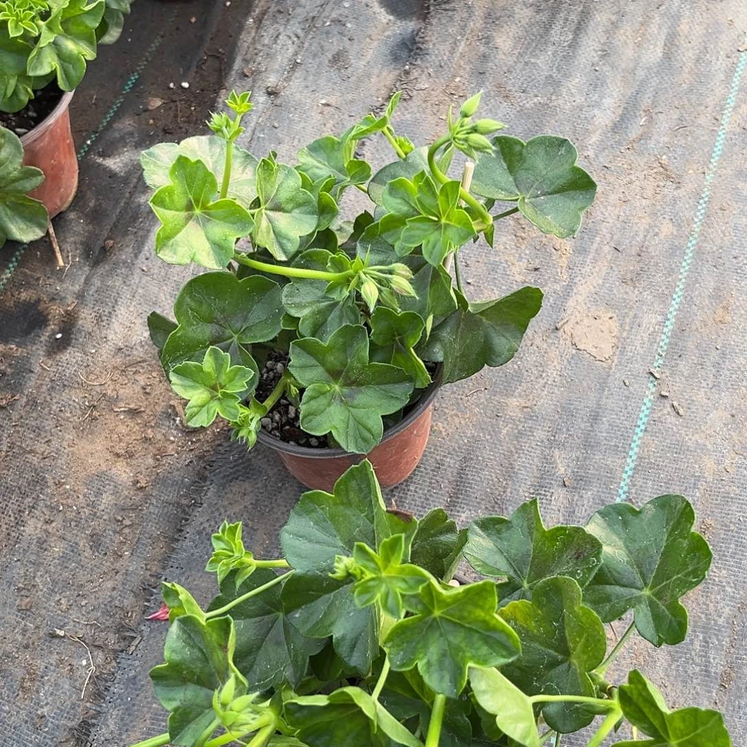 大部分花苞少量开放紫玫瑰