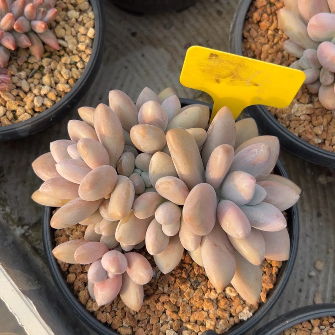 原始虞美人111111111111