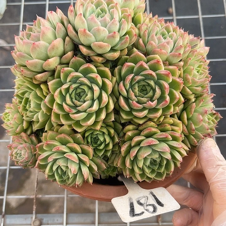 两单包邮，一物一拍红女王