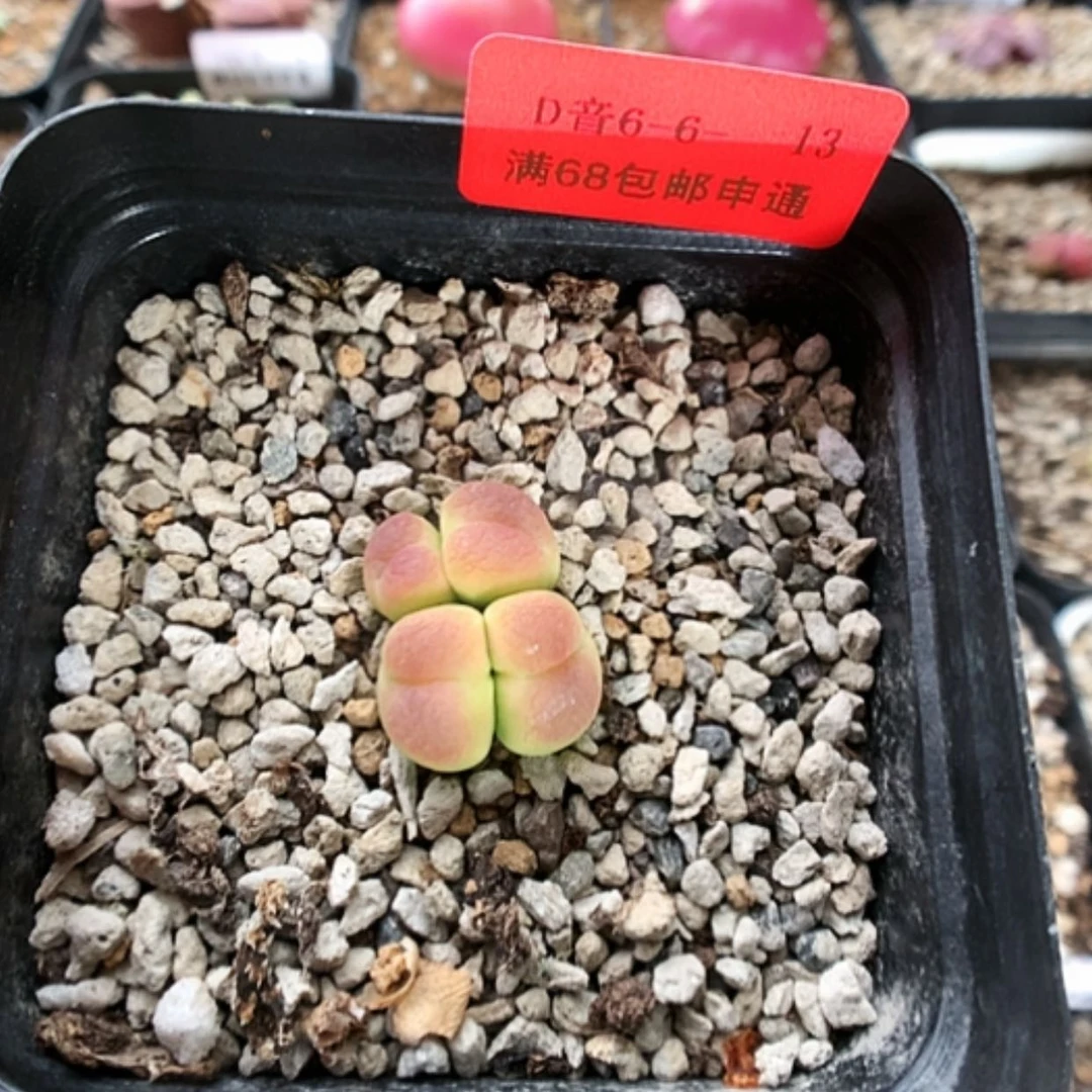 【闪购商品】6-6-13 母本杏式拉登1020