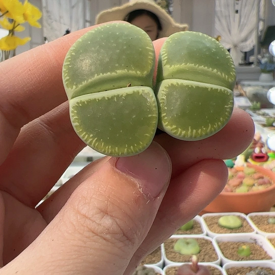 【闪购商品】1 开播福利