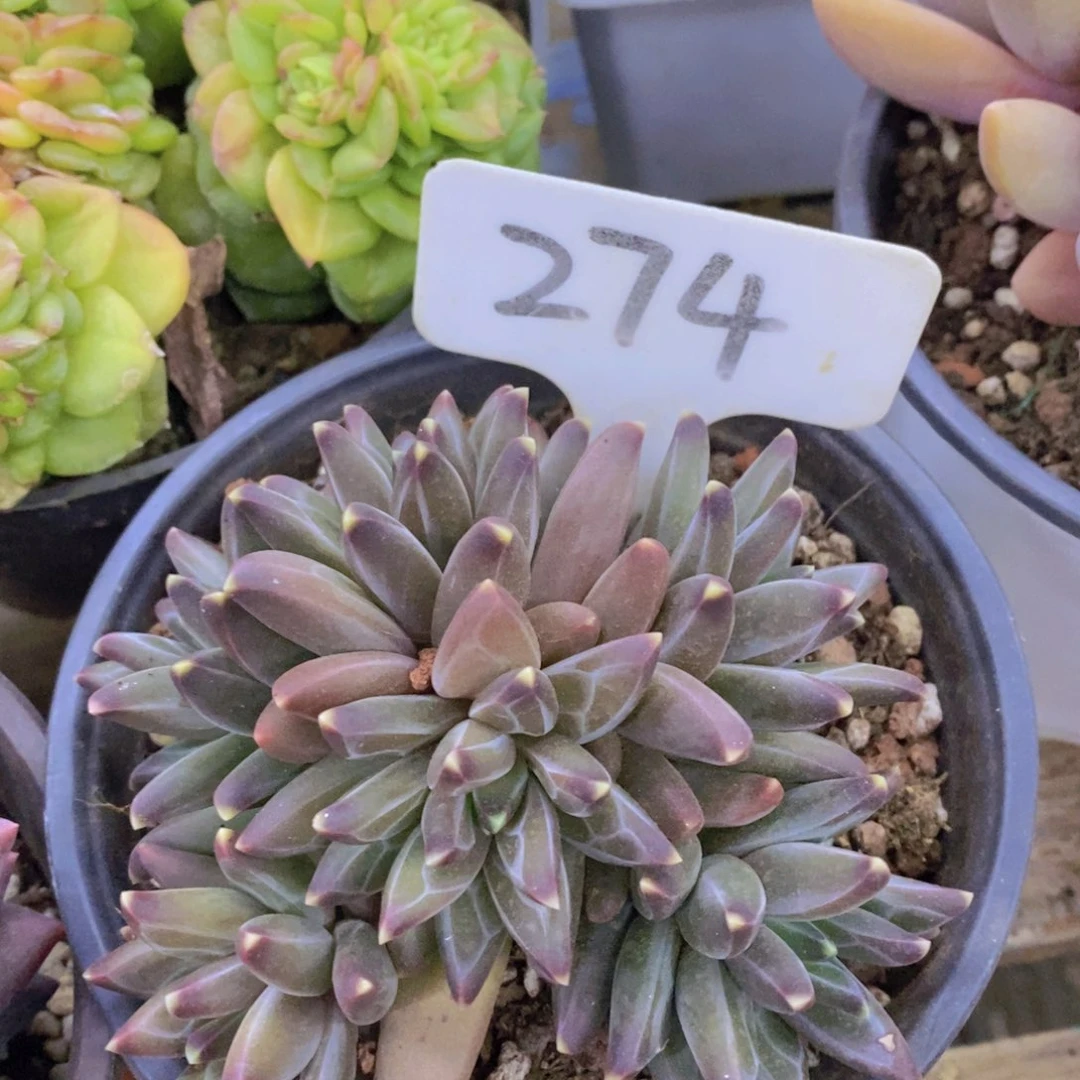 清货场，精品场一物一拍