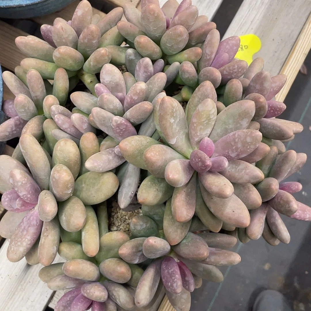 特大糖果美人群生，冠幅约22cm