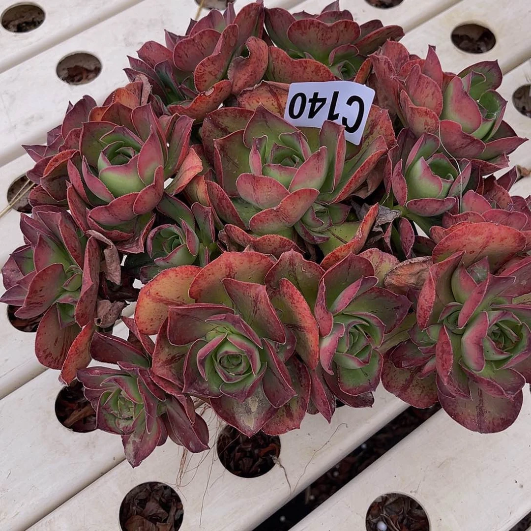 红富士法师7–5包邮