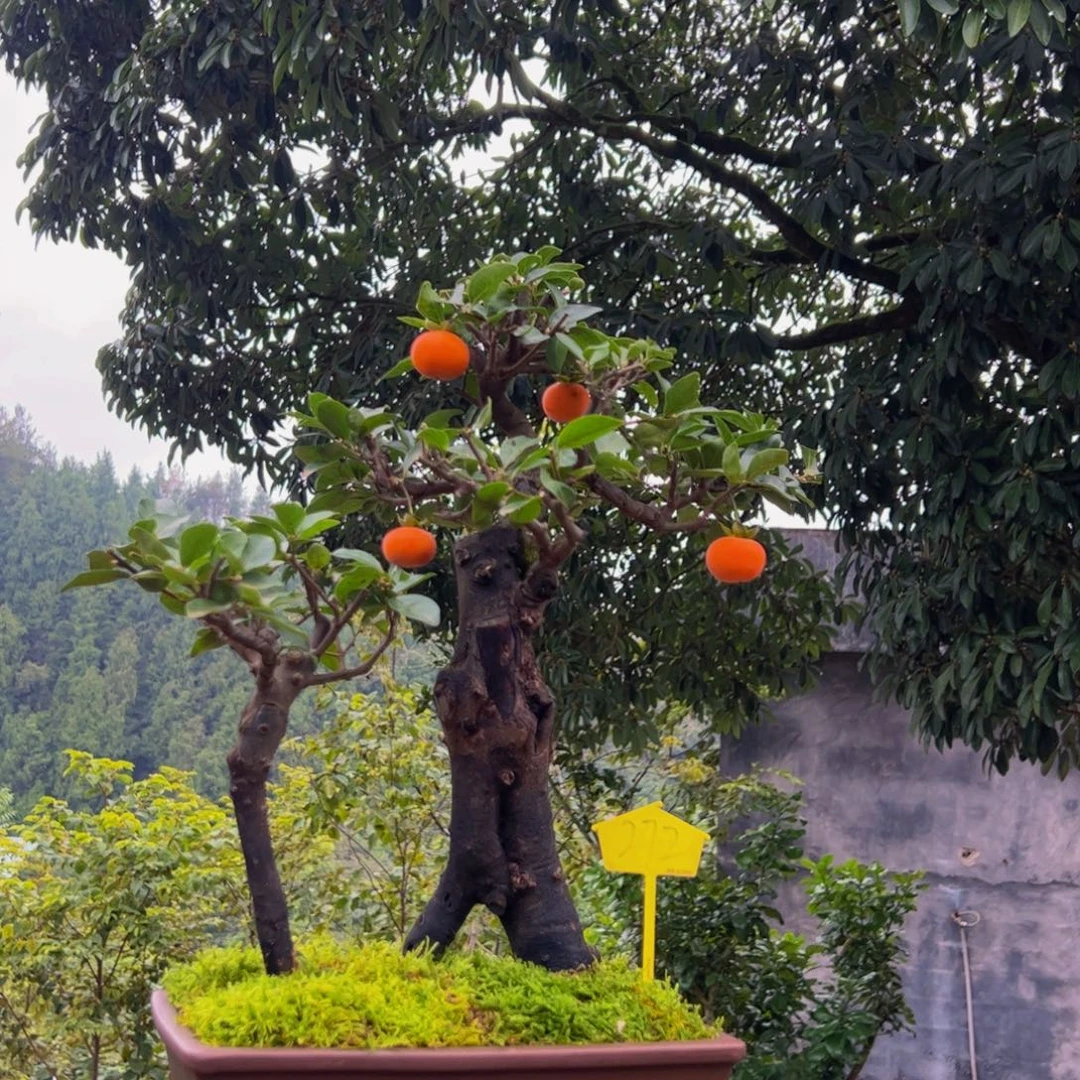 完全开放金弹子盆景