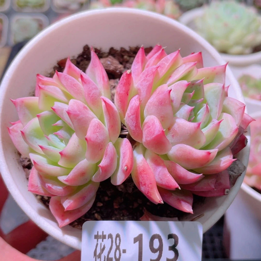 花利美28-193孤星