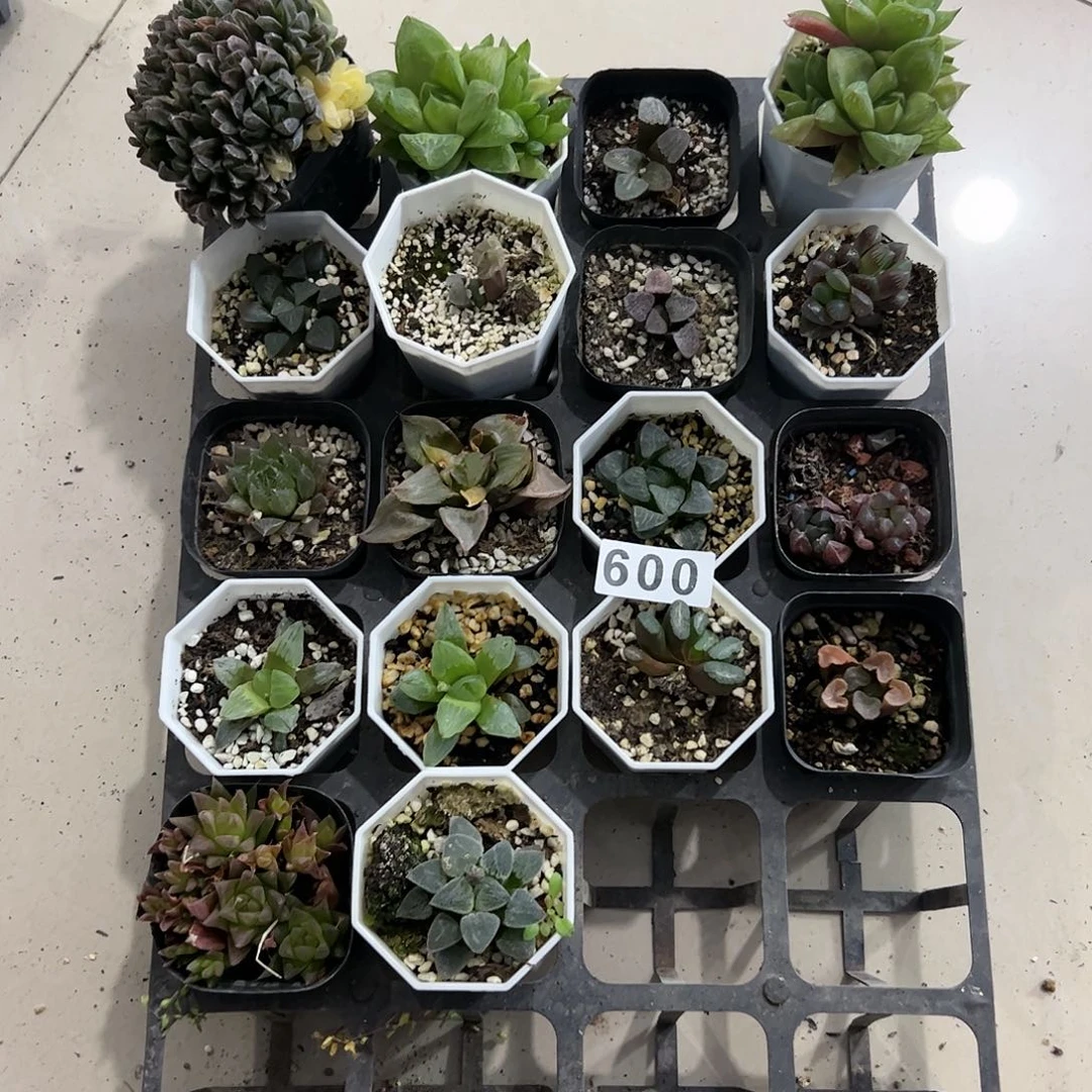 脱土带伤无根十二卷多肉