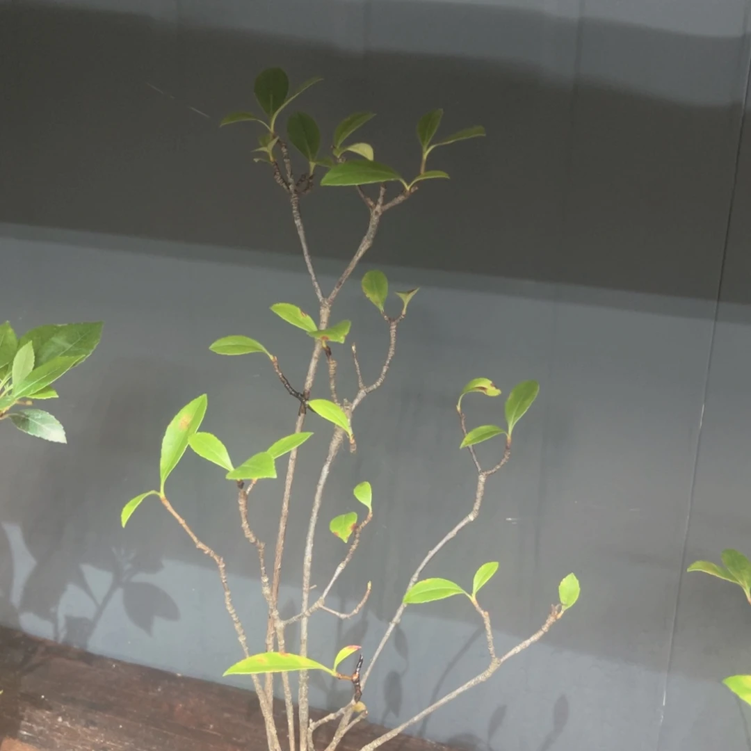 不开花植物用****688888