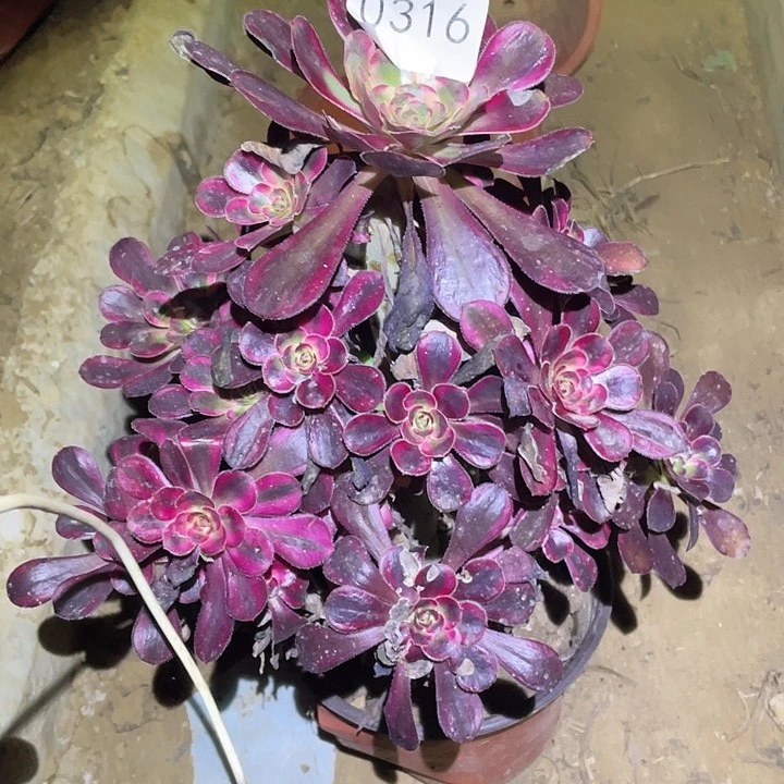 多肉植物法师316丽娜