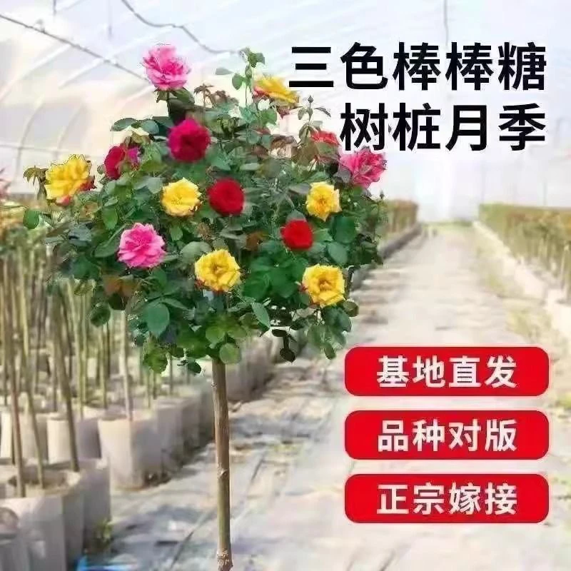 多色棒棒糖树桩月季阳台欧月树状老桩玫瑰花浓香四季庭院开花盆栽
