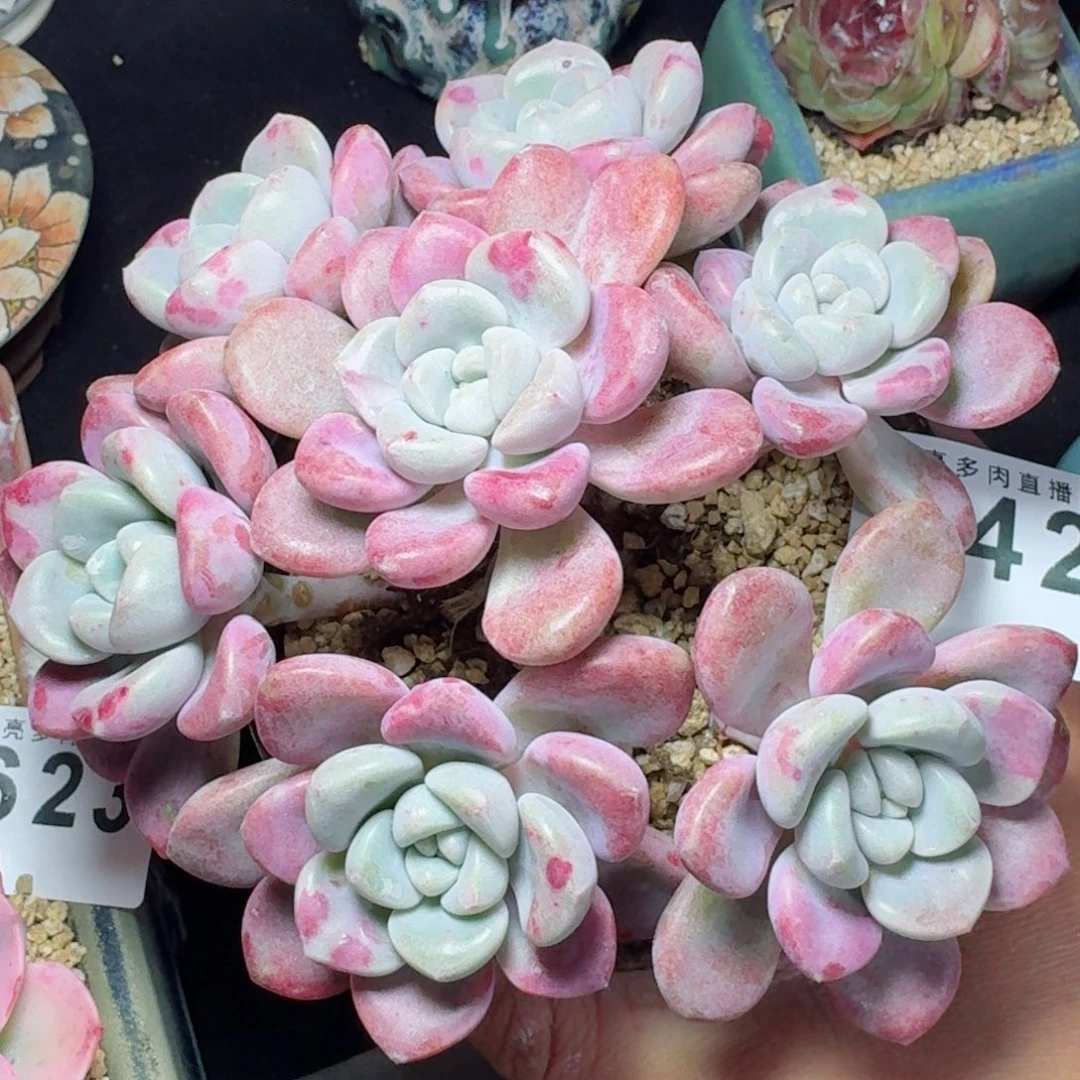 花斑露   愿你一路坦途，乘风破浪展宏