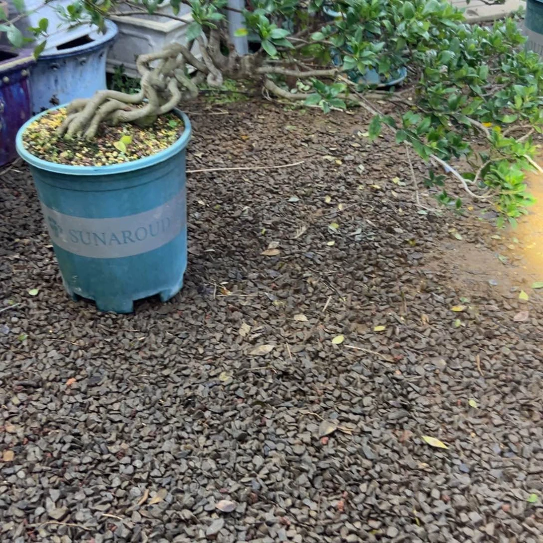 莉***子无花朵栀子花盆景老桩