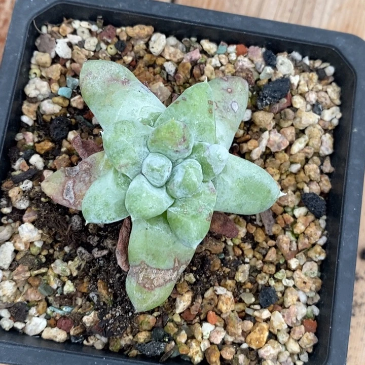 变异拇指寄养，腊梅姐姐