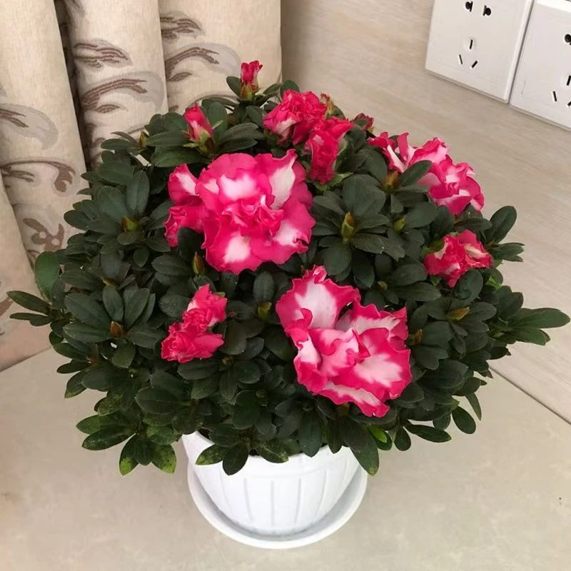 【四季开花】大盆杜鹃花盆栽带花苞室内阳台绿植花卉盆栽好养易活
