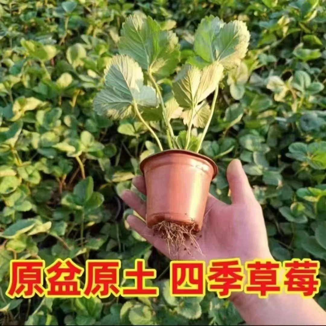 四季奶油红颜草莓苗盆栽带盆带土室内阳台种植地栽果树苗当年结果