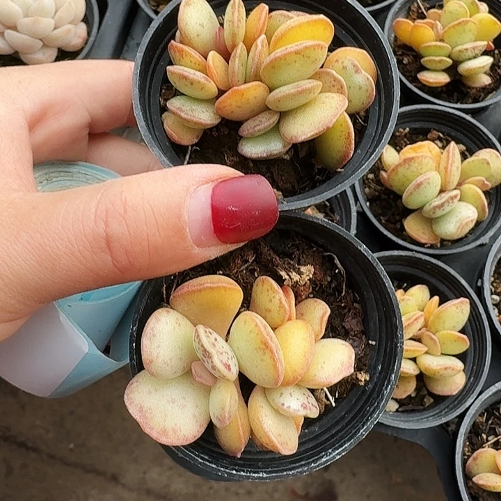 一**雨多肉植物满20包邮