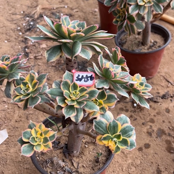 灿烂多肉植物31-56