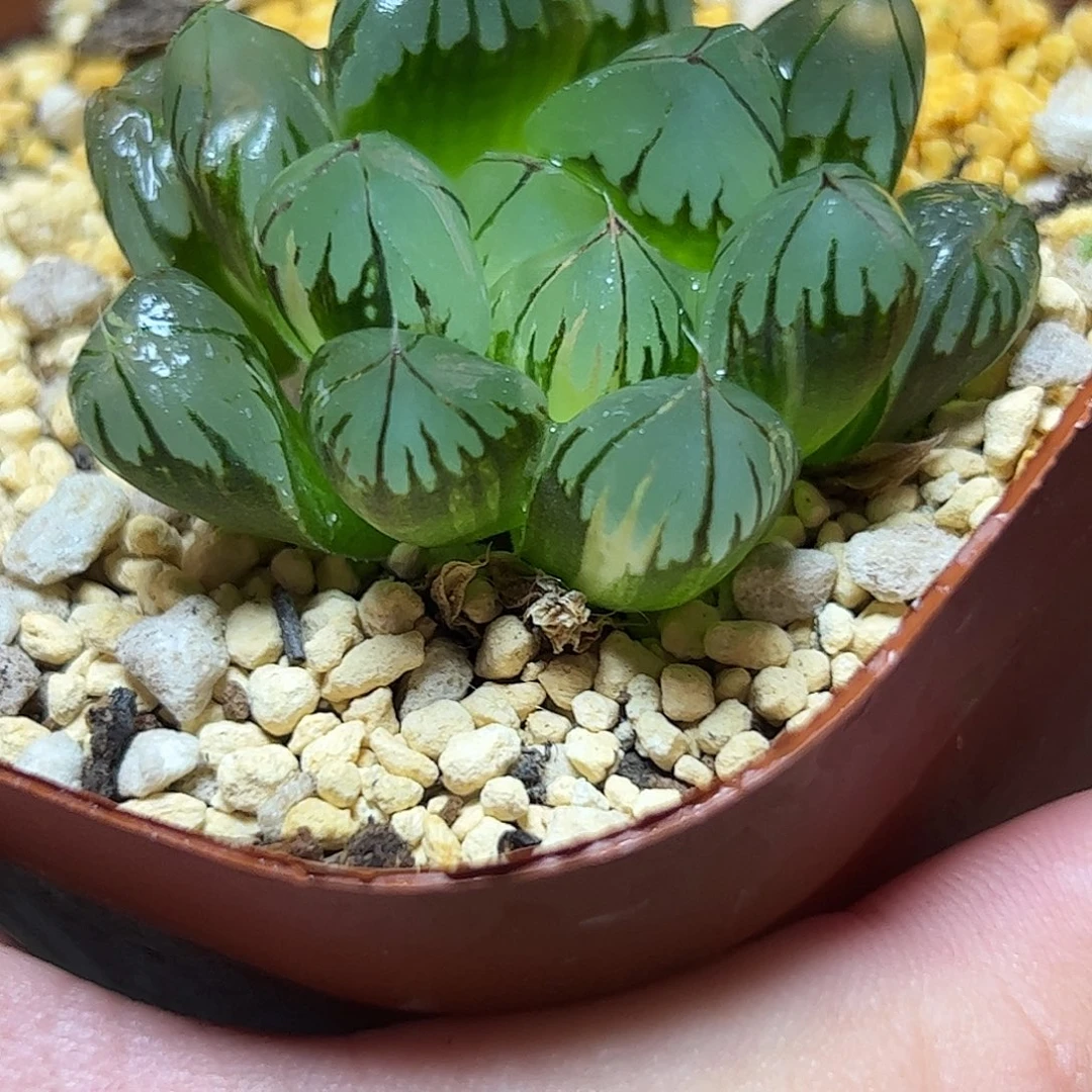 水晶锦十二卷多肉植物