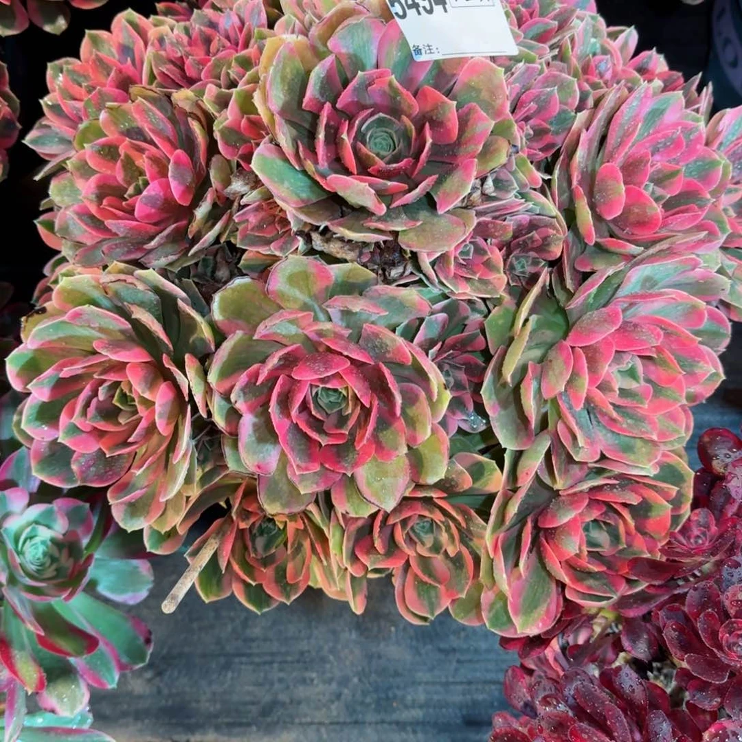 万***难5494多肉女妖多肉多肉