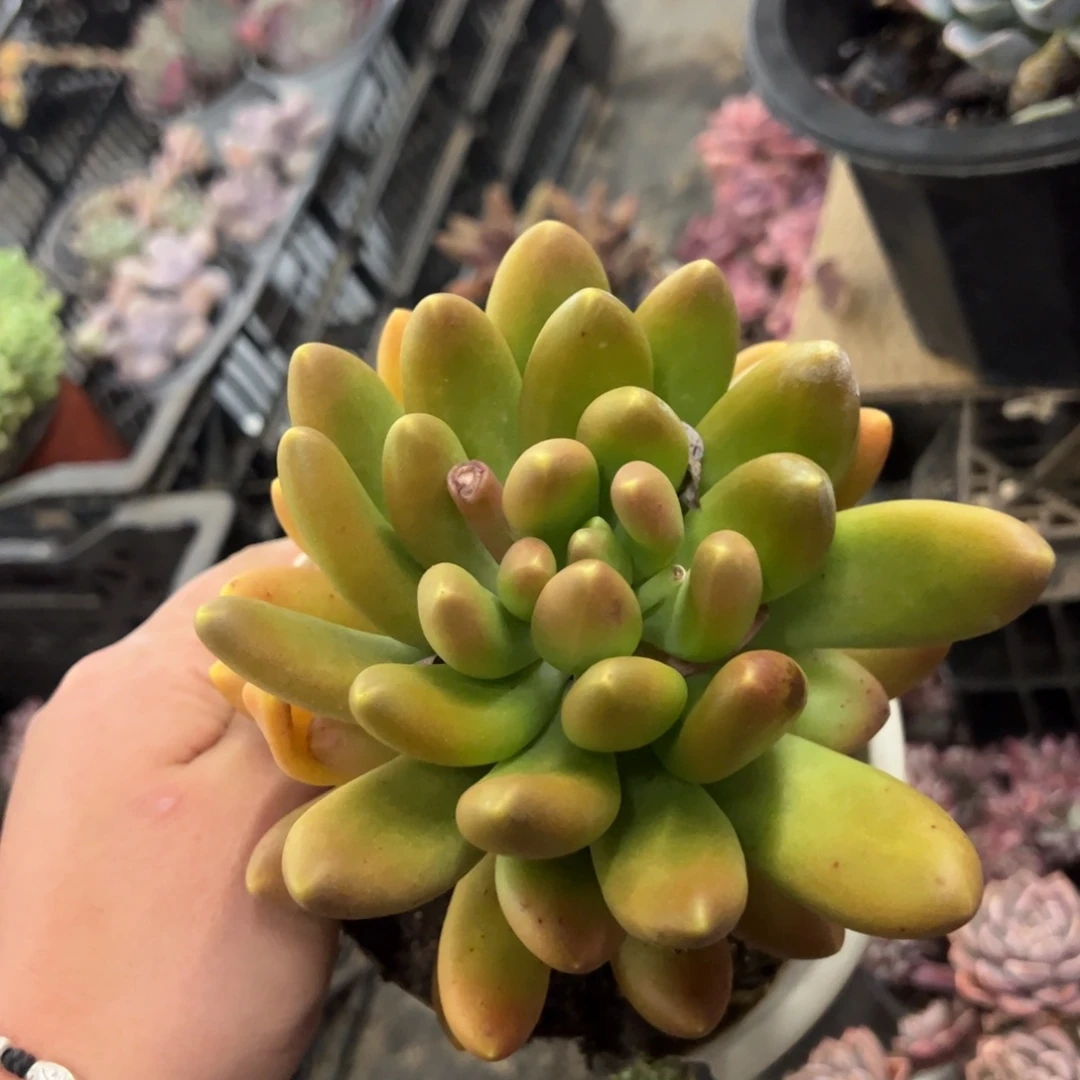 金蝉大单头粗腿老桩