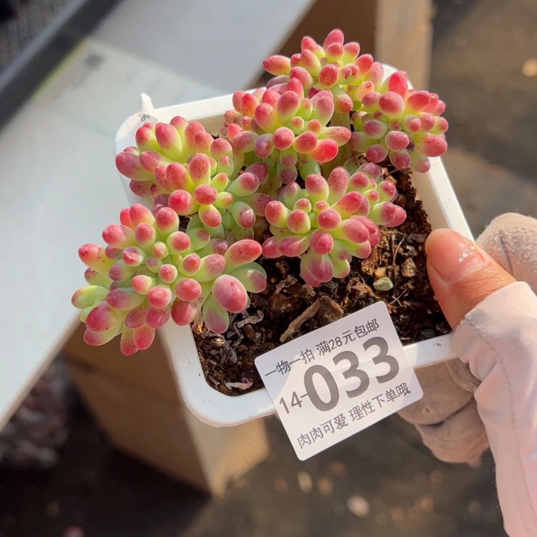 果冻乙女心缀多肉多肉多肉多肉