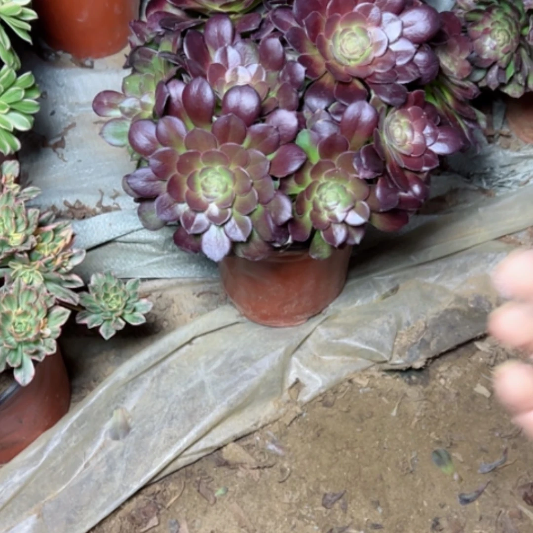 【闪购商品】泓****琪多肉植物何兰57