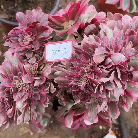 多肉植物女巫缀736