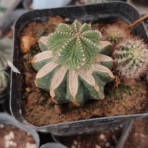 047老花龙清棚特价