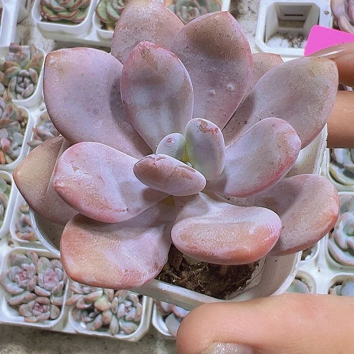 大粉兔19包邮多肉植物