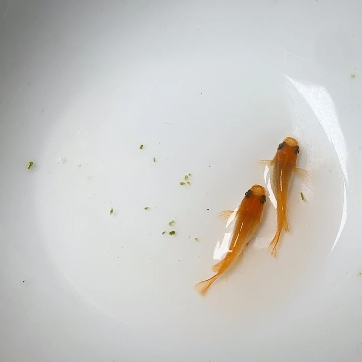 青鳉鱼18号拍品初恋