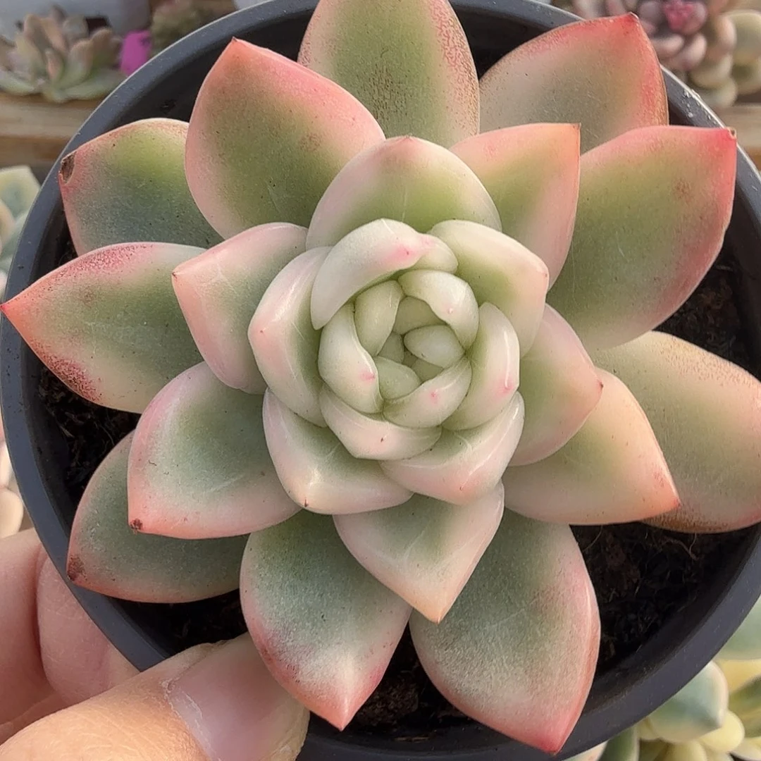 冰月亮锦，多肉植物。