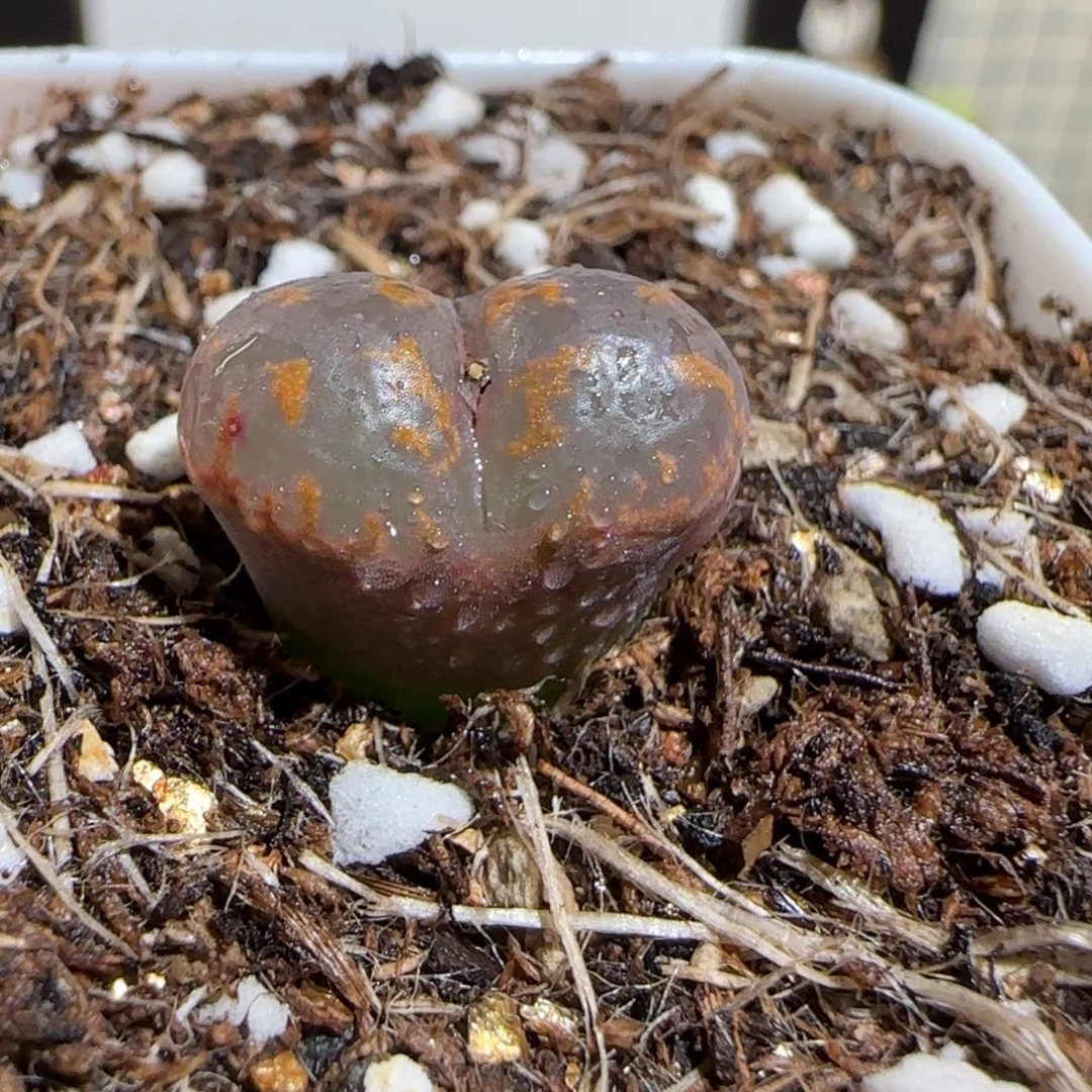 肉锥多肉植物组合-爱心勋章257