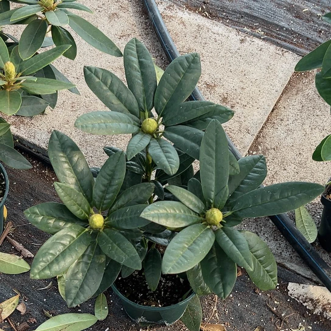 当前无花朵，栽培后可花朵甜心一加仑我