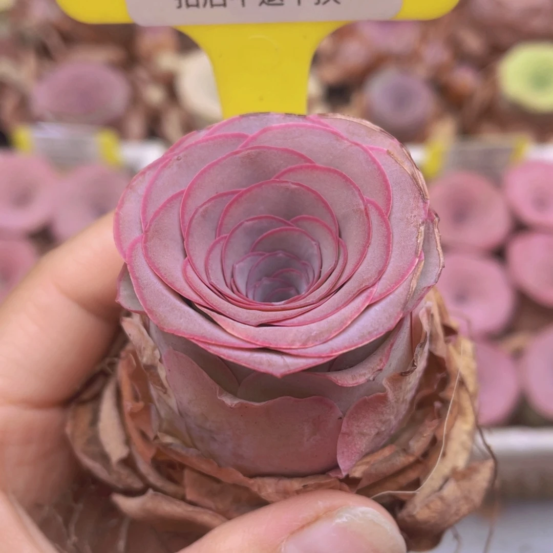 山地玫瑰C301满38包邮裸根发货