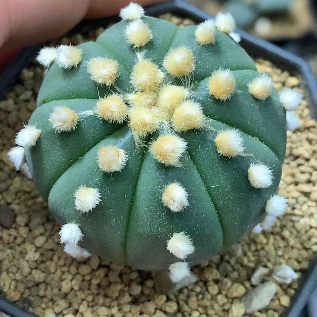 孤品实生特选株泰系高绒大尤连心兜