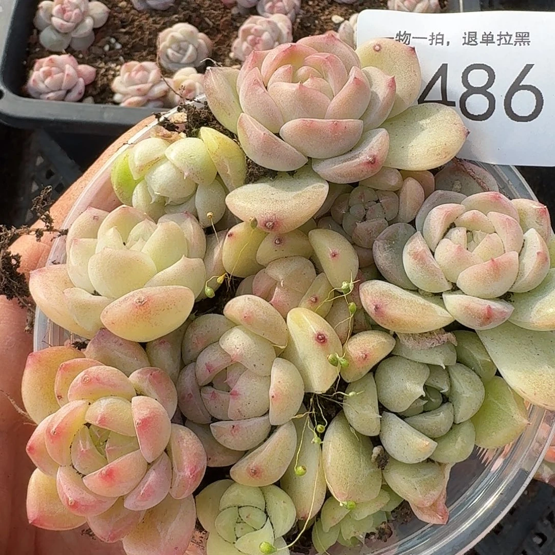 杂交新品珍妮多肉1486