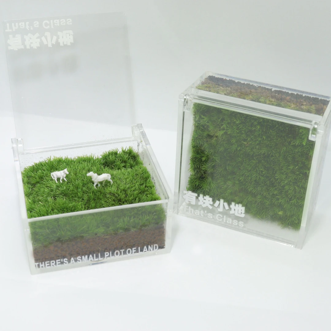 【曲奇】有块小地苔藓绿色微景观创意桌面绿植造景盆景绿色摆件