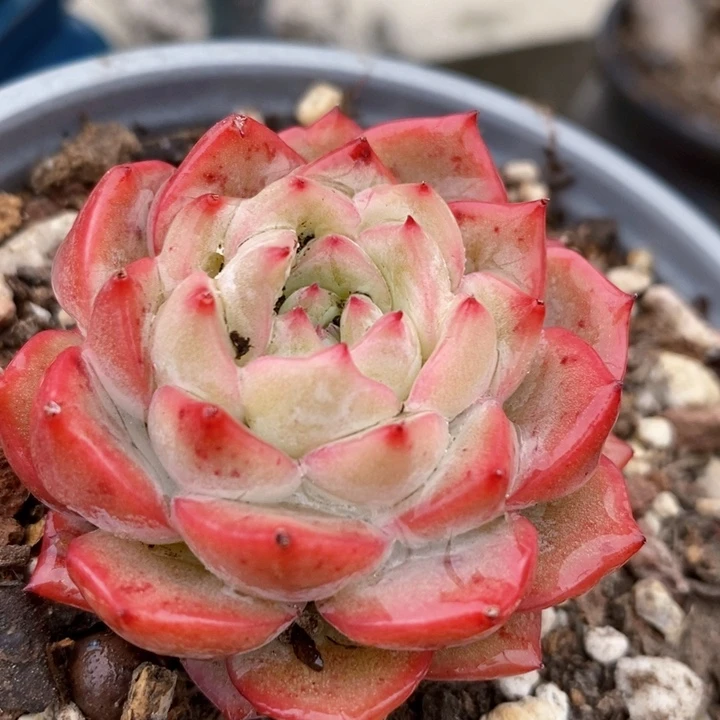 红鸾单头小老桩多肉