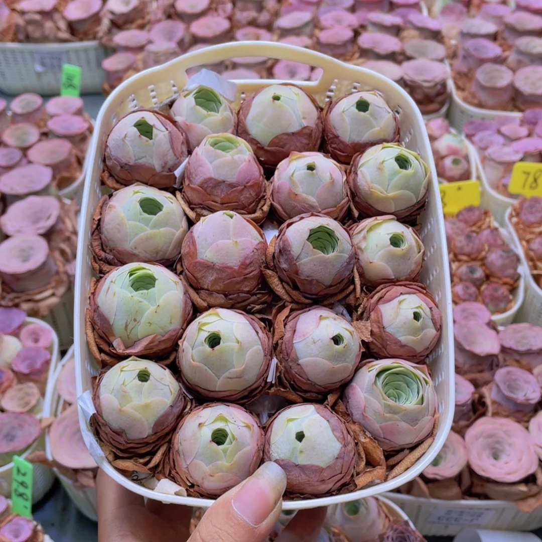 *****山地玫瑰花篮组合J117