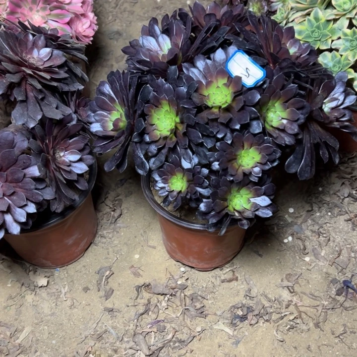 辣***程多肉植物黑铜壶5法师