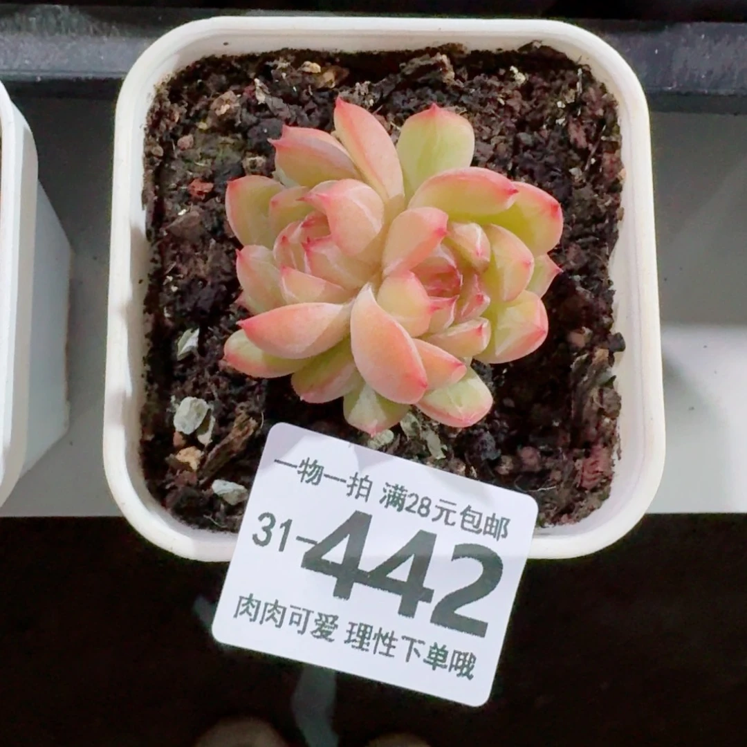 雪花珍妮无盆土发货无盆土发货无