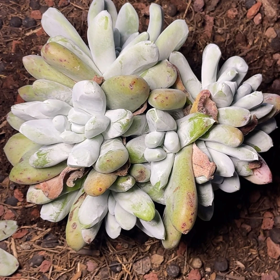 【闪购商品】皮***只拇指老庄