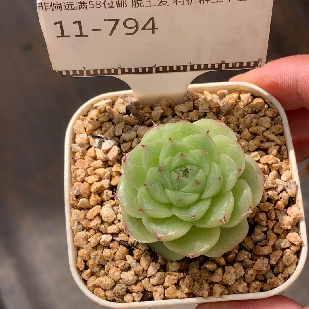 麦秆优选精品多肉58包邮