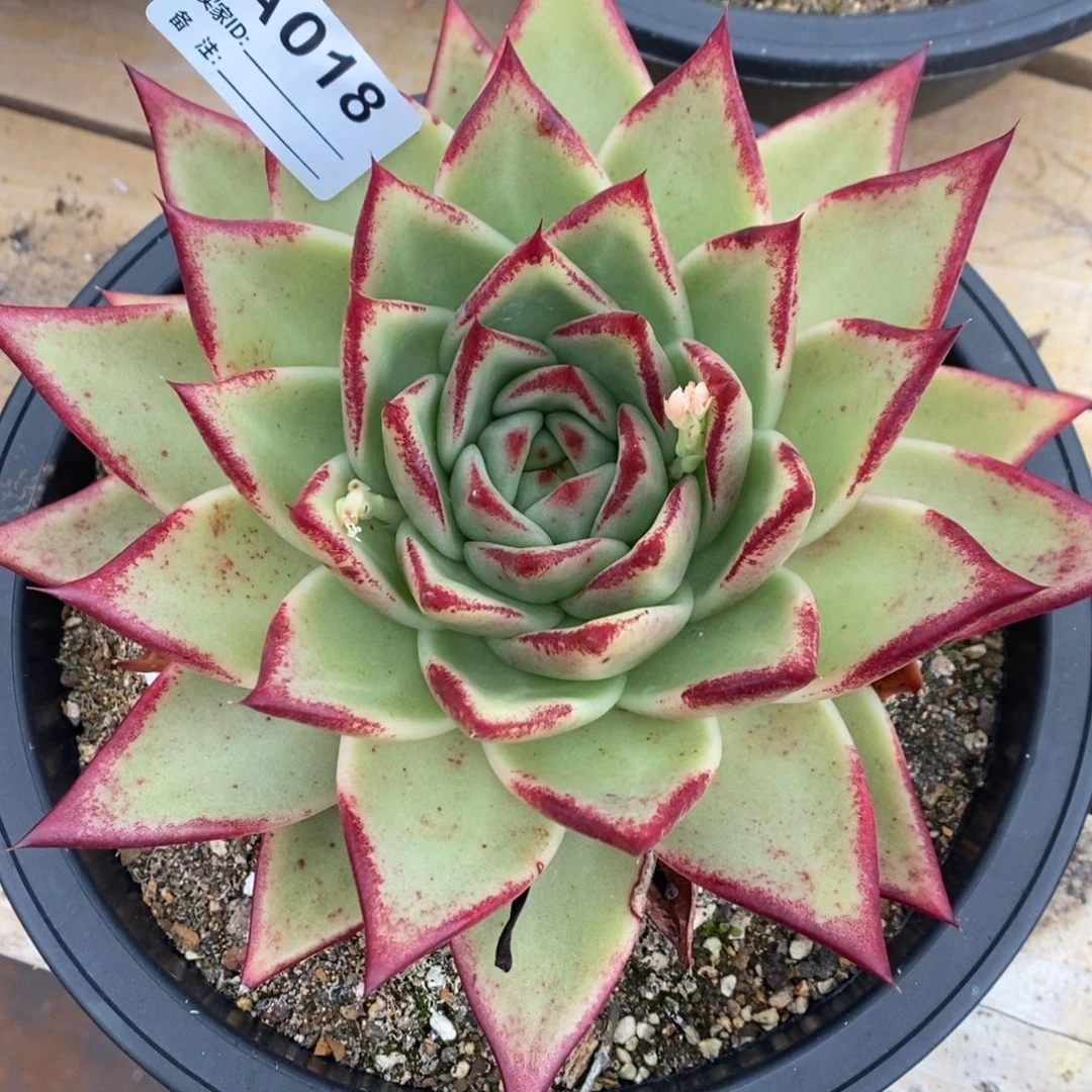 若茹东云单拍A018