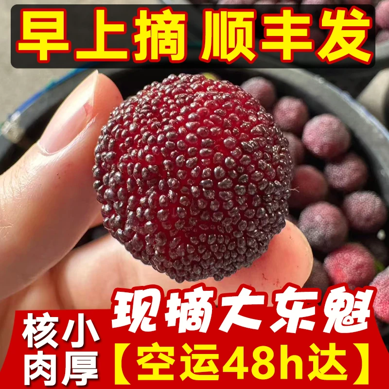 【东魁杨梅】【顺丰空运送货上门】福建浮宫新鲜水果现摘现发