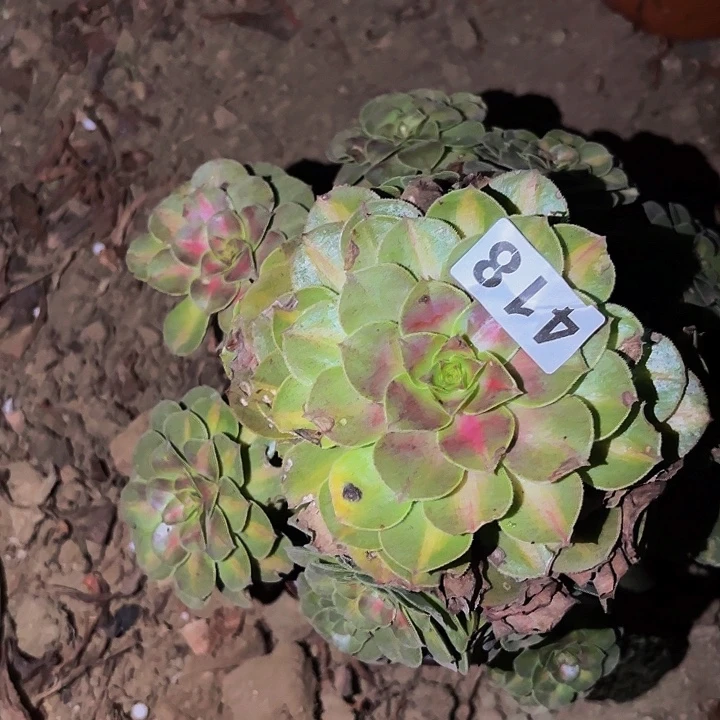 418雨荷多肉植物不售后中班
