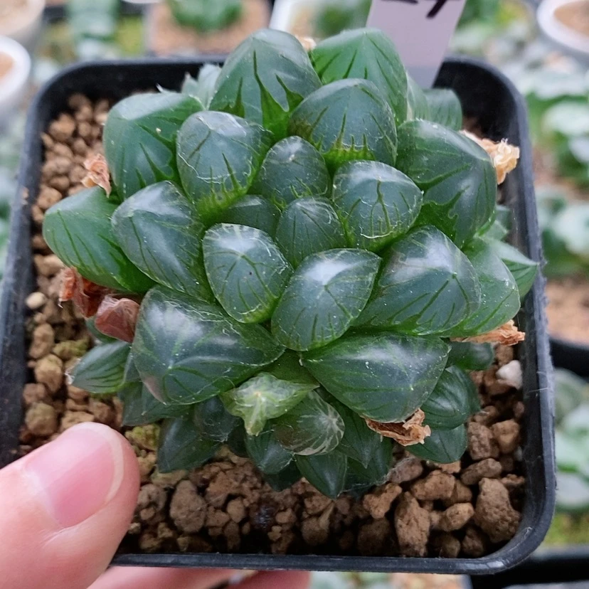 【闪购商品】24玉露