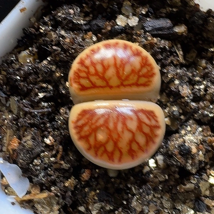 生石花3:：。在。 10号