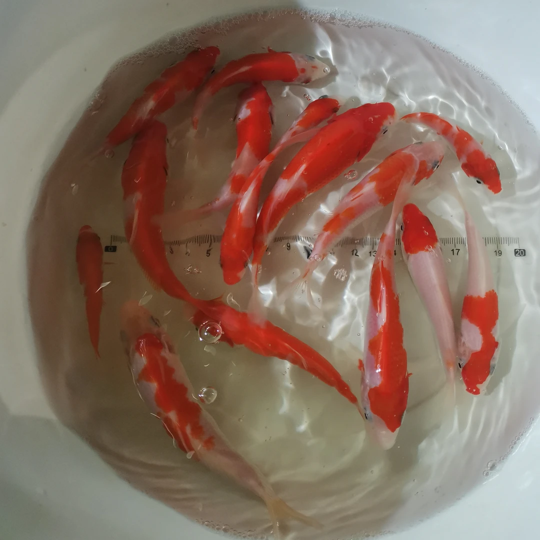 22-26cm商品锦鲤进口血统观赏鱼