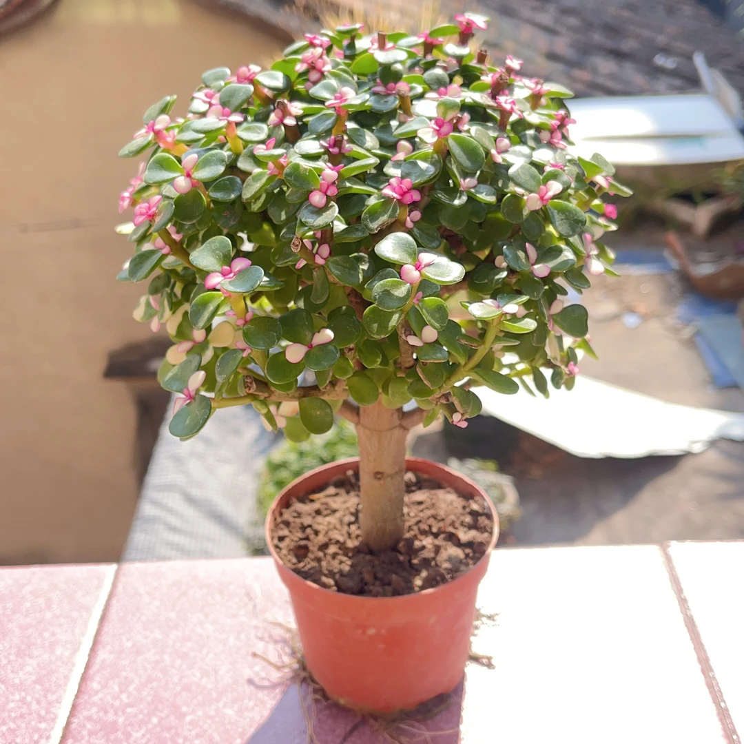 金枝玉叶多肉盆栽老桩绿植室内阳台好养植物新手药锦含盆雅乐之舞